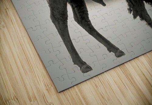 Rocky Mountain Bison  B Zolle puzzle