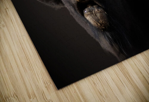 Bellowing B Zolle puzzle