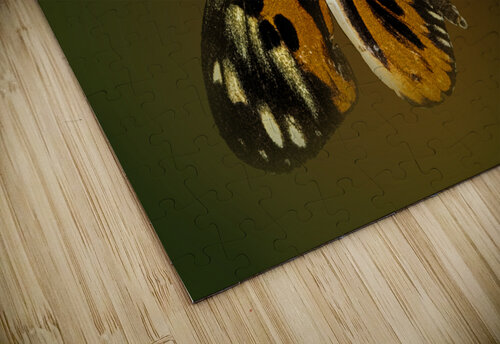 Tiger Wing B Zolle puzzle
