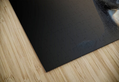 What the Buck B Zolle puzzle