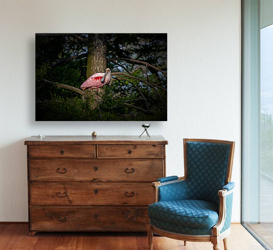 Spoonbill Reproduction