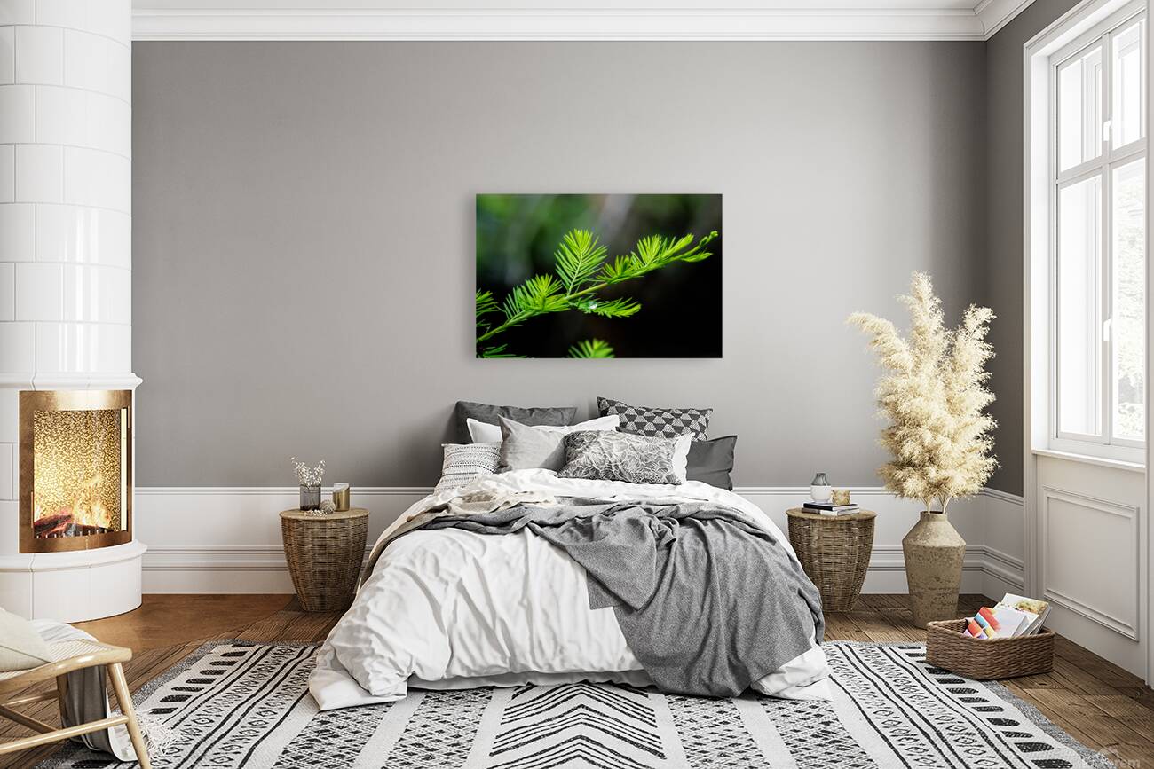 Delicate Cypress Reproduction
