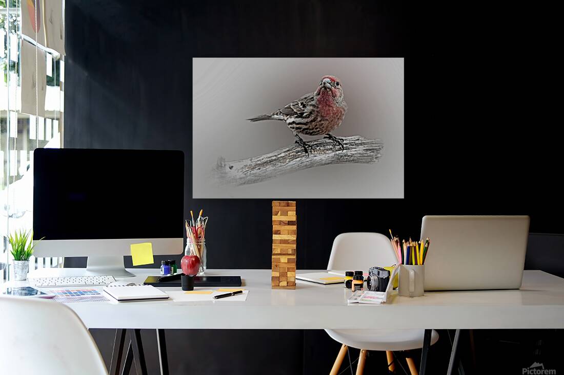 House Finch Reproduction