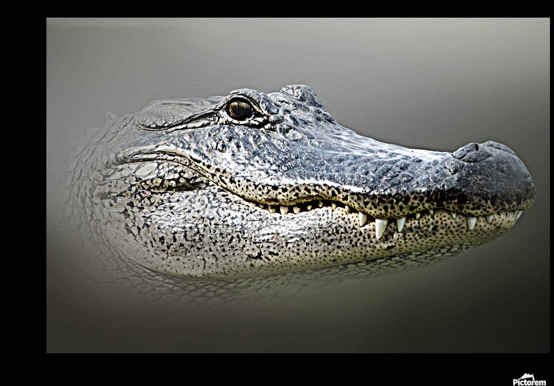 Bayou Gaze Reproduction