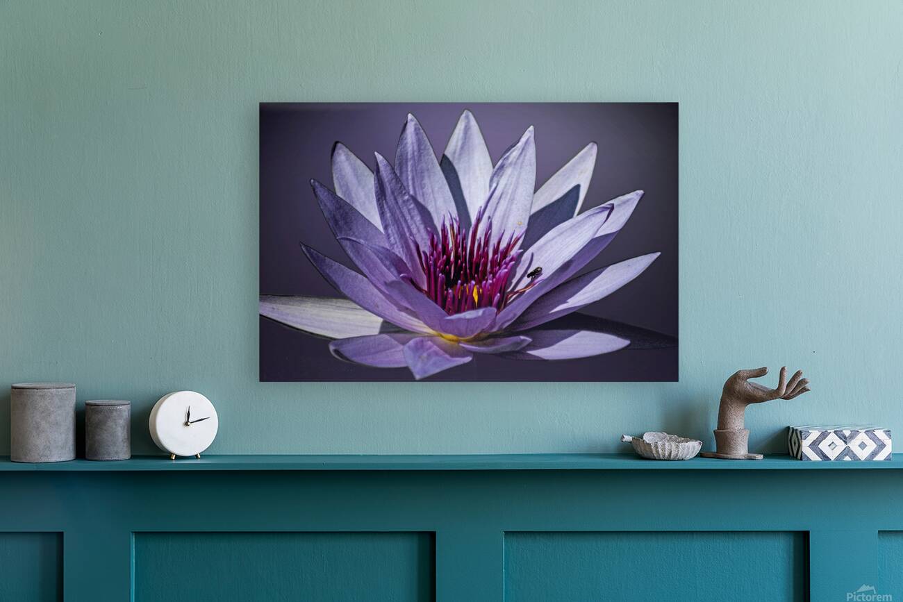 Lily Buddy Reproduction