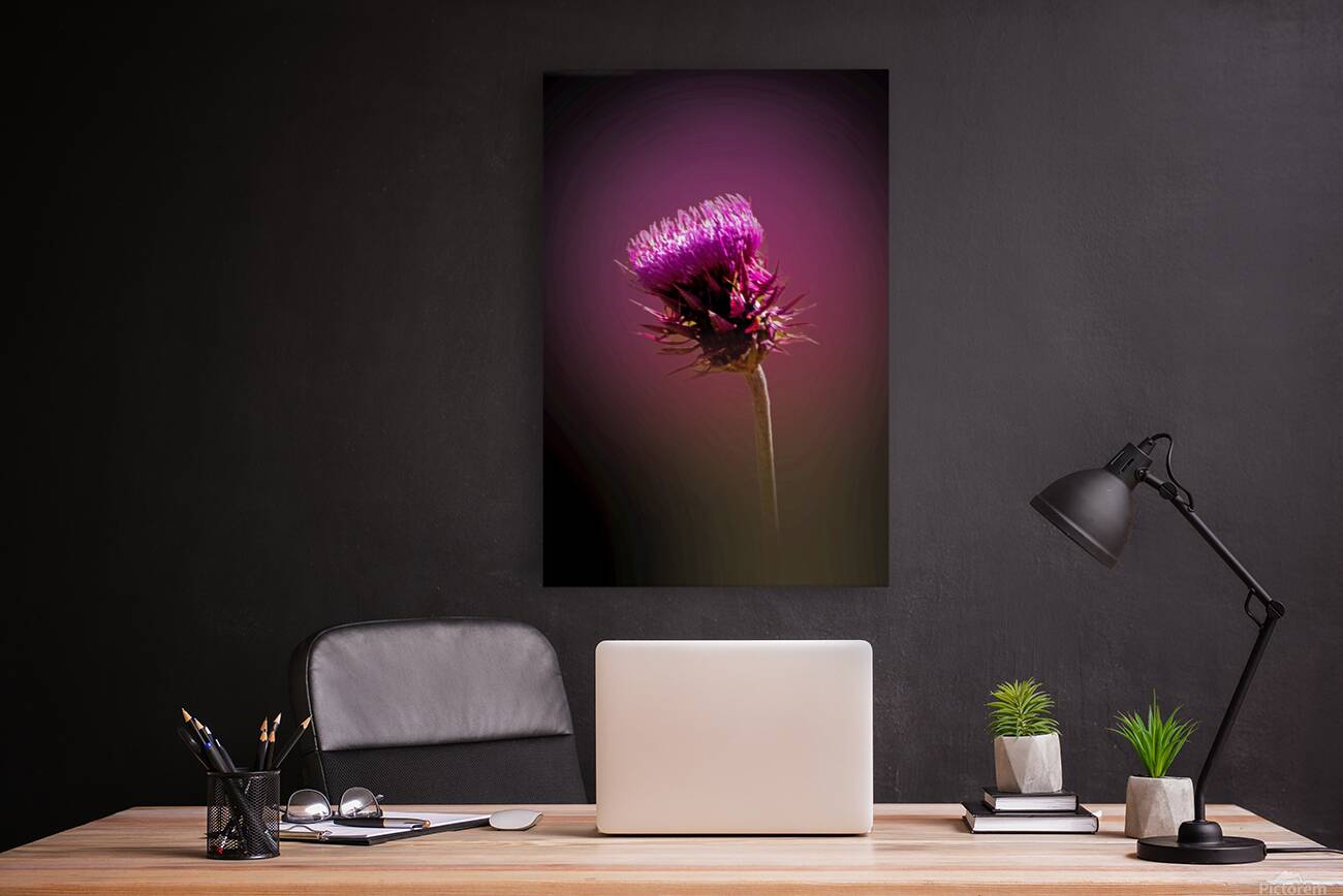 Thistle Do Reproduction
