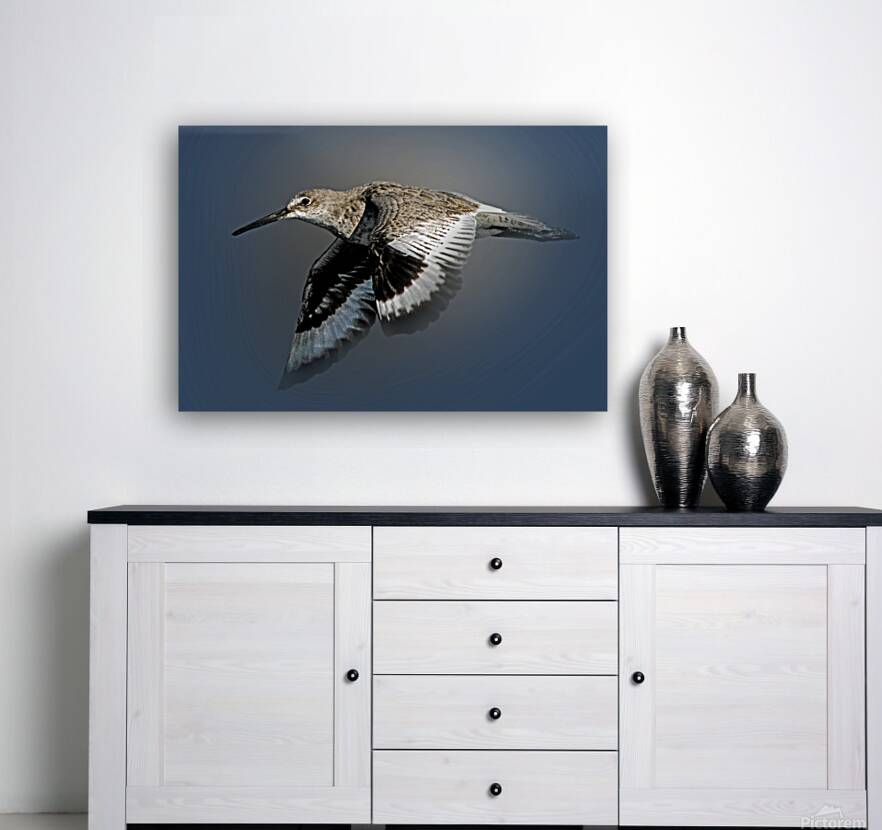 Or Willet Reproduction
