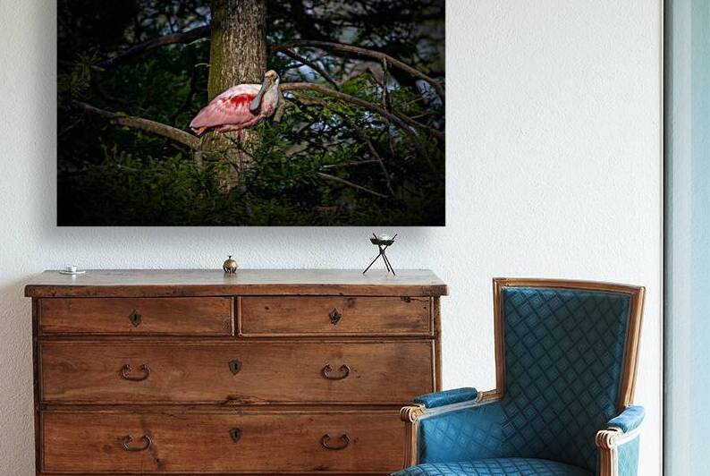 Spoonbill by B Zolle