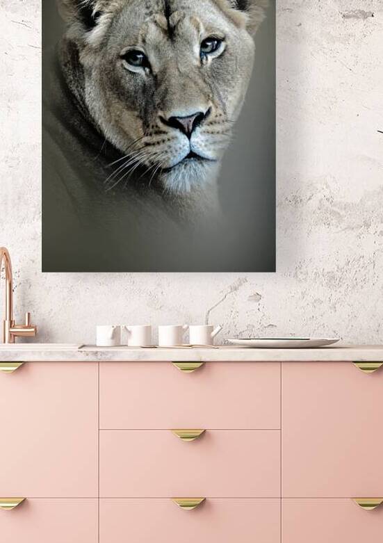 Lioness by B Zolle