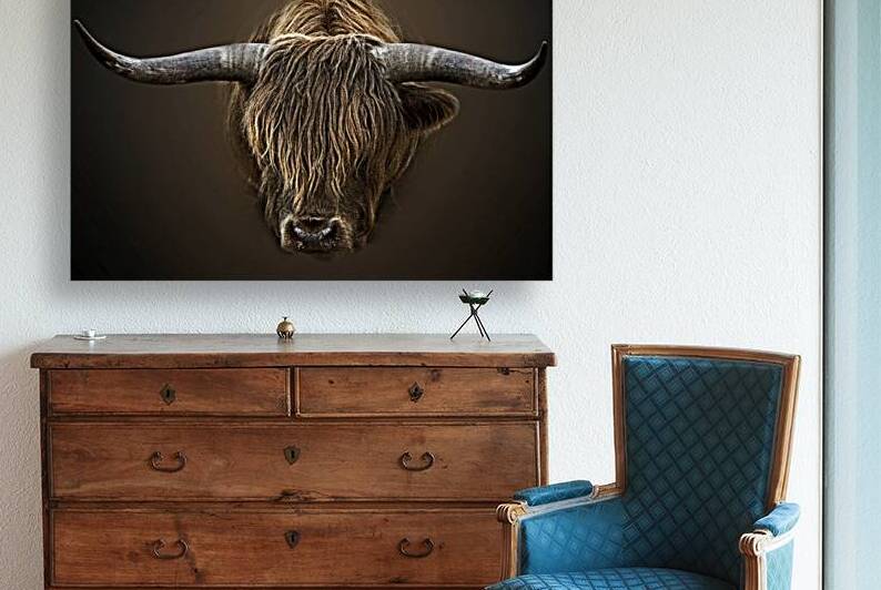 Shaggy Bull by B Zolle