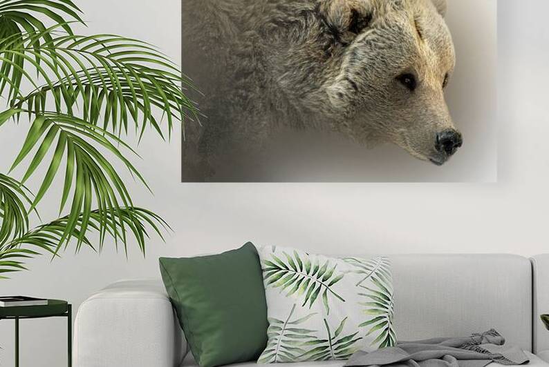 Hey Bear by B Zolle