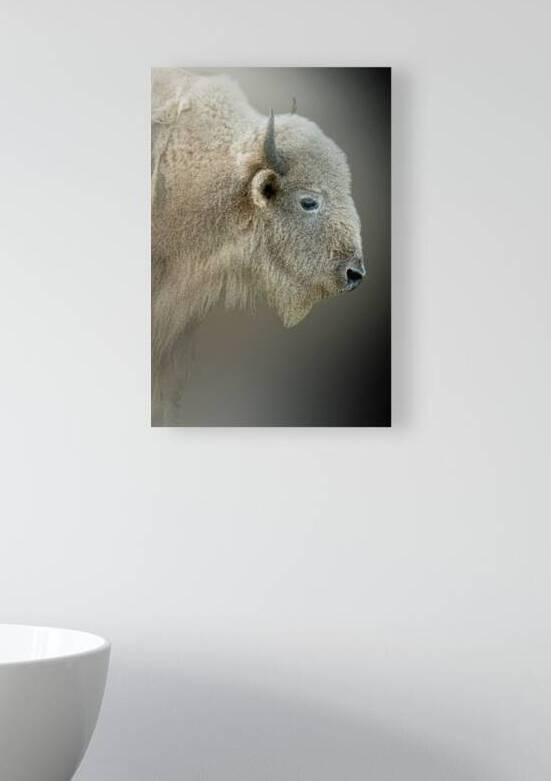 Blonde Bison by B Zolle