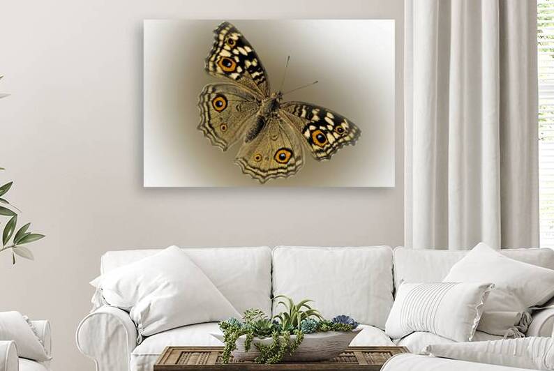 Lemon Pansy by B Zolle