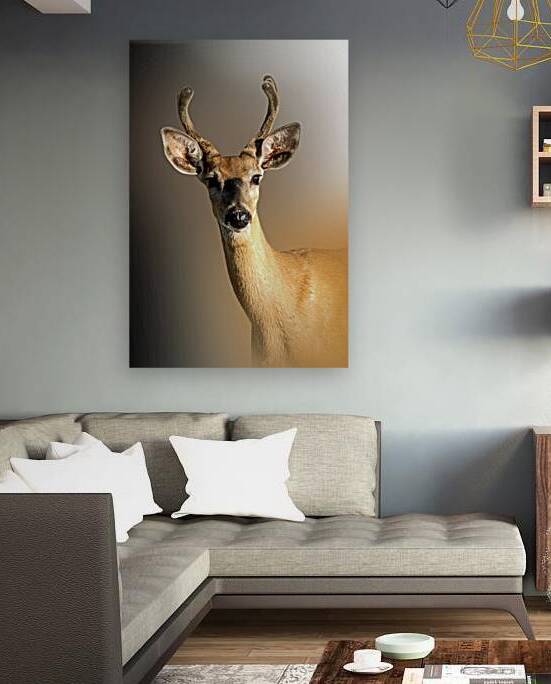 Young Velvet Buck by B Zolle