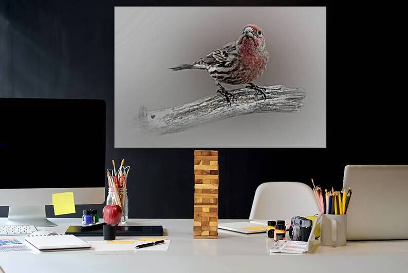 House Finch by B Zolle