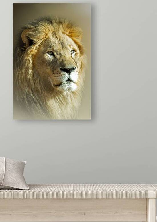 Bold as a Lion by B Zolle