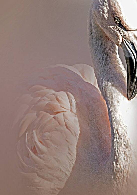 Pastel Whispers by B Zolle
