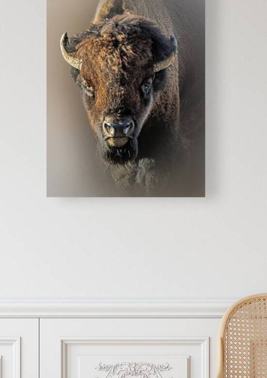 Majestic Gaze on the Plains   by B Zolle