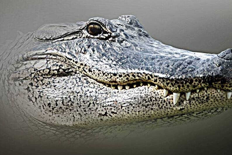 Bayou Gaze by B Zolle