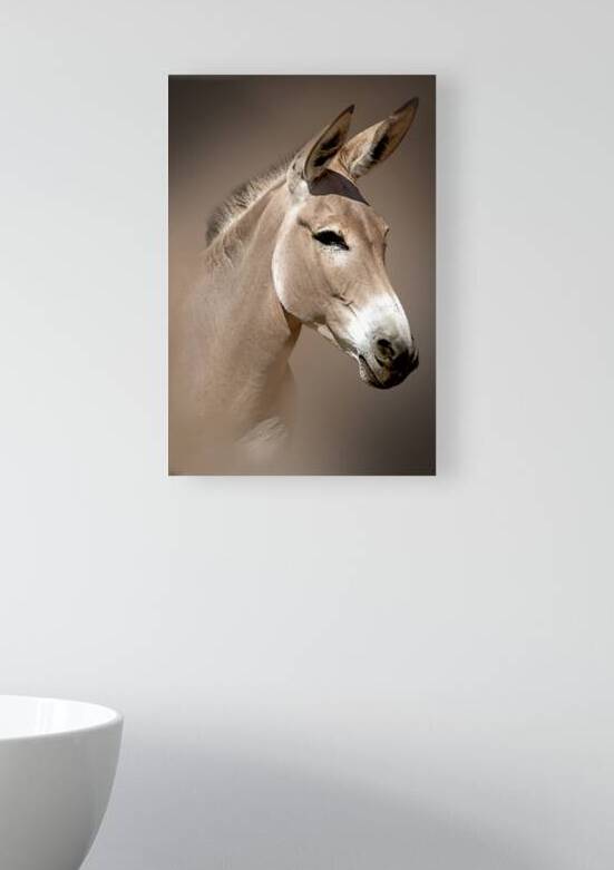 Wild Ass Portrait by B Zolle