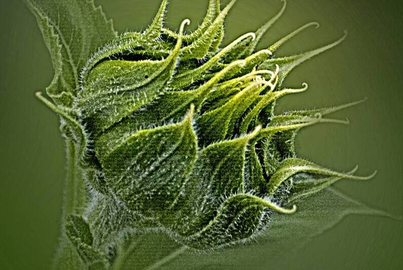 Tender Green Awakening by B Zolle