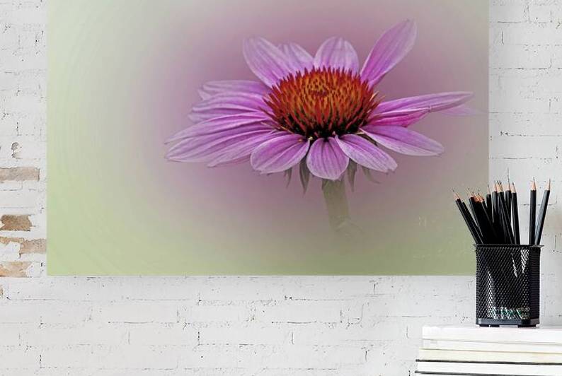 Soft Petals Bright Cheer by B Zolle