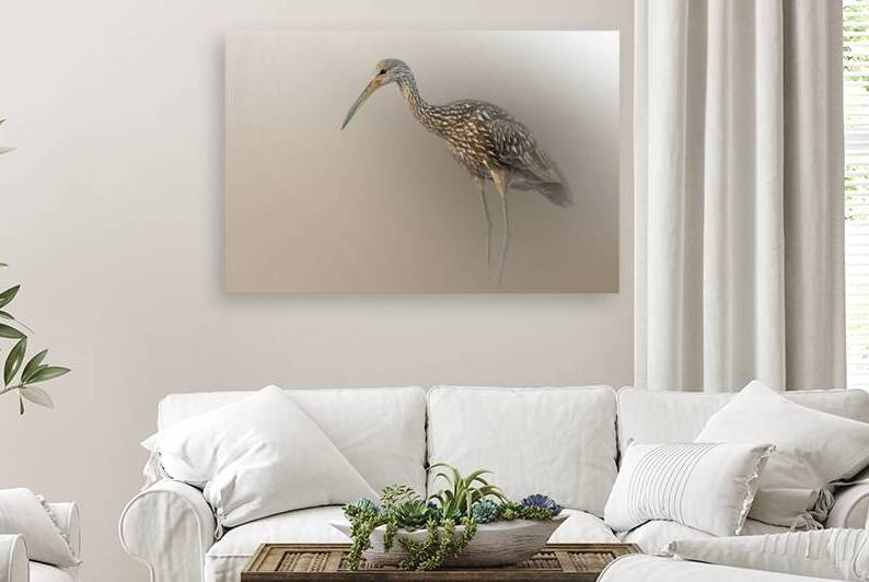 Limpkin’s Quiet Elegy by B Zolle