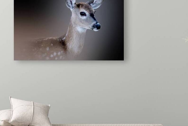 Fawning Over Bambi by B Zolle