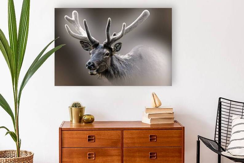 Prepping For the Rut by B Zolle