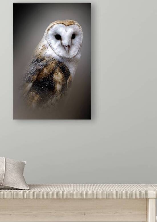 Owl Have You Know by B Zolle