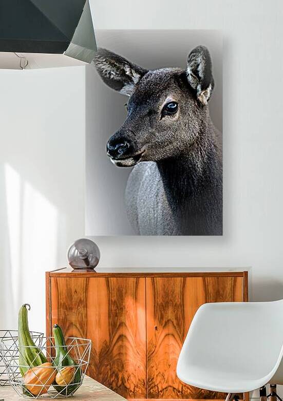 Eyes of the Young Elk by B Zolle