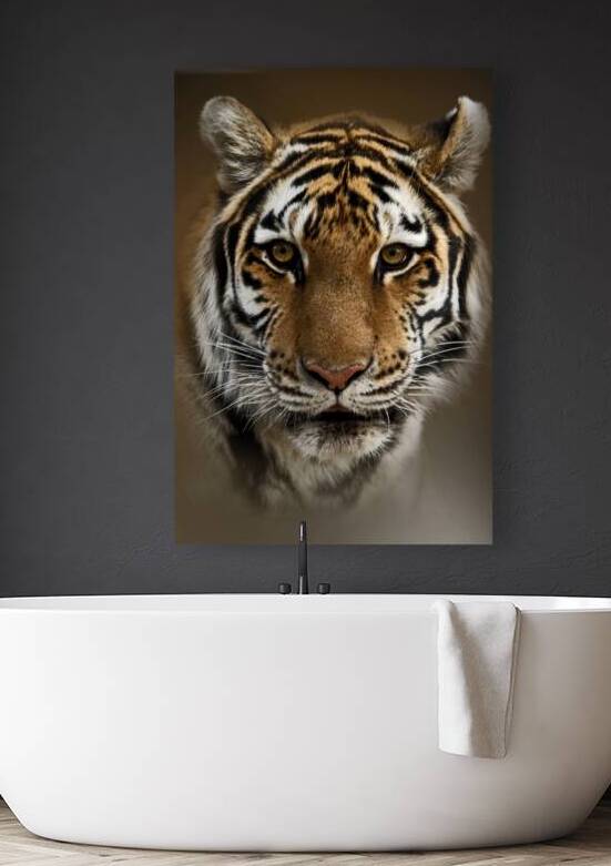 Tigress by B Zolle