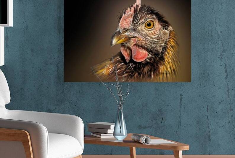 Cluck Cluck  by B Zolle