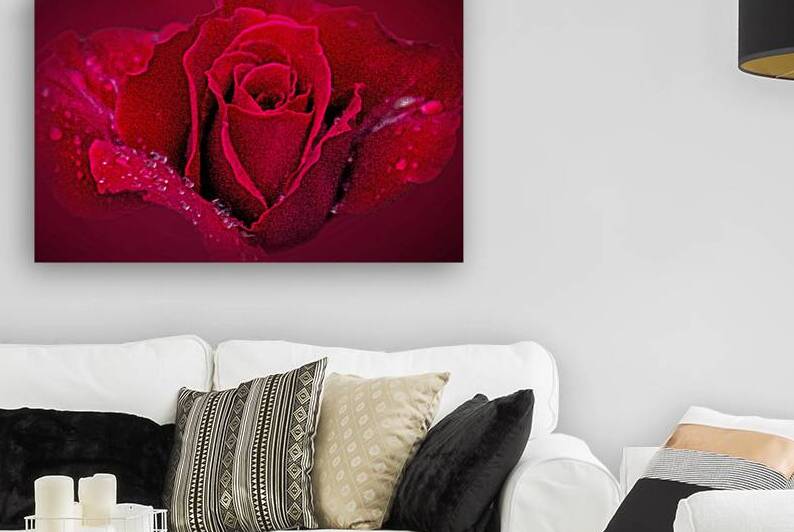 Red Rose On Red by B Zolle