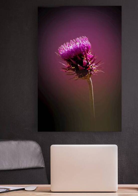 Thistle Do by B Zolle