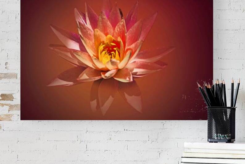 Spa Lily by B Zolle