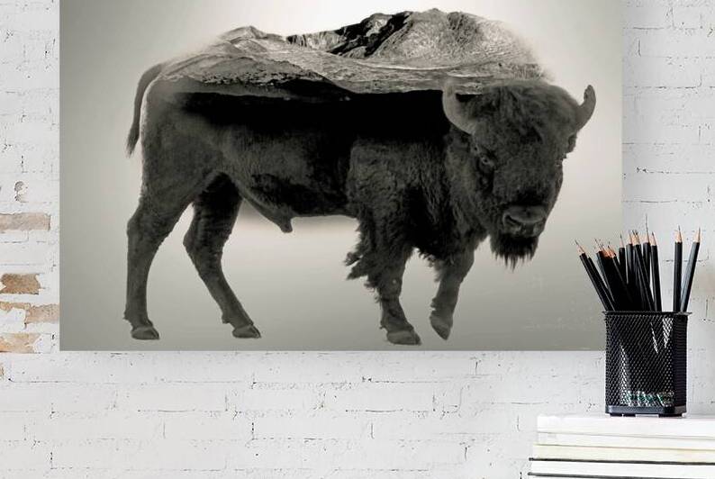 Rocky Mountain Bison  by B Zolle
