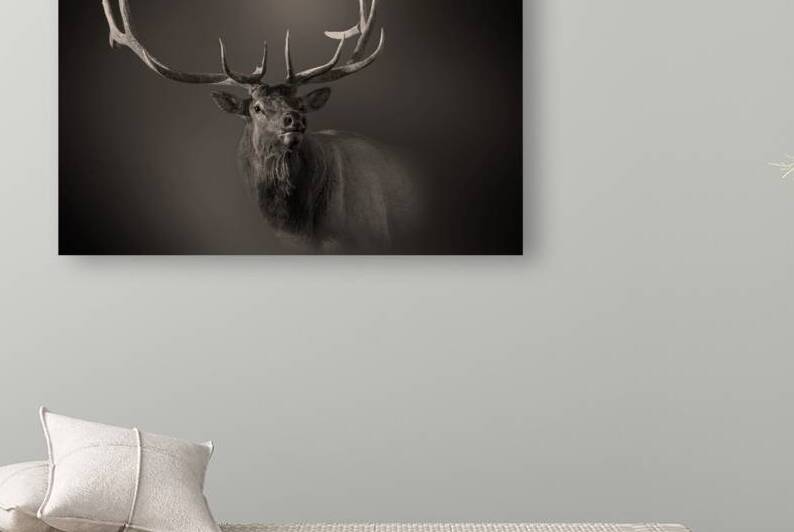 The Colorado Bull by B Zolle
