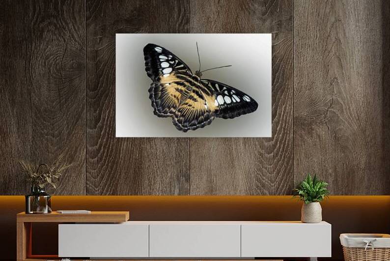 Clipper Art by B Zolle