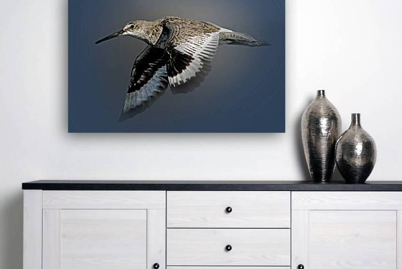 Or Willet by B Zolle