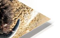 Boom Bull HD Metal print