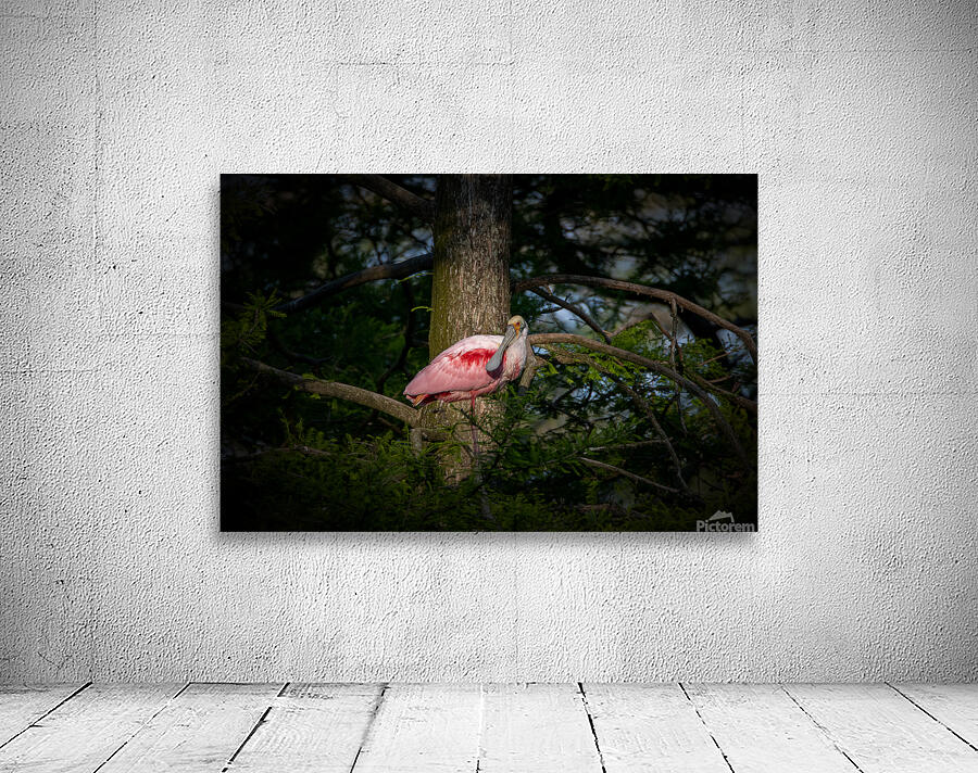Spoonbill Wall Preview