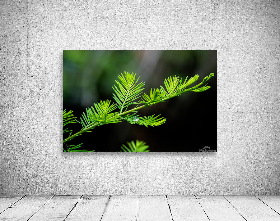 Delicate Cypress Wall Preview