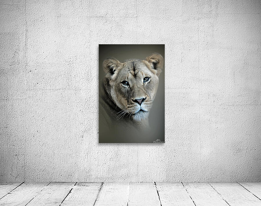 Lioness Wall Preview