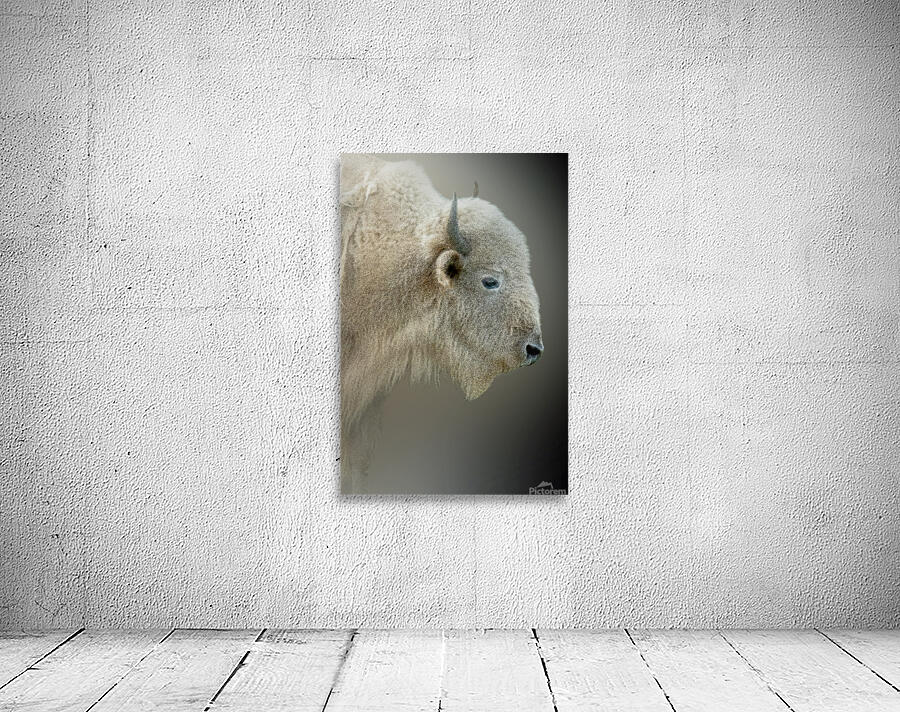 Blonde Bison Wall Preview