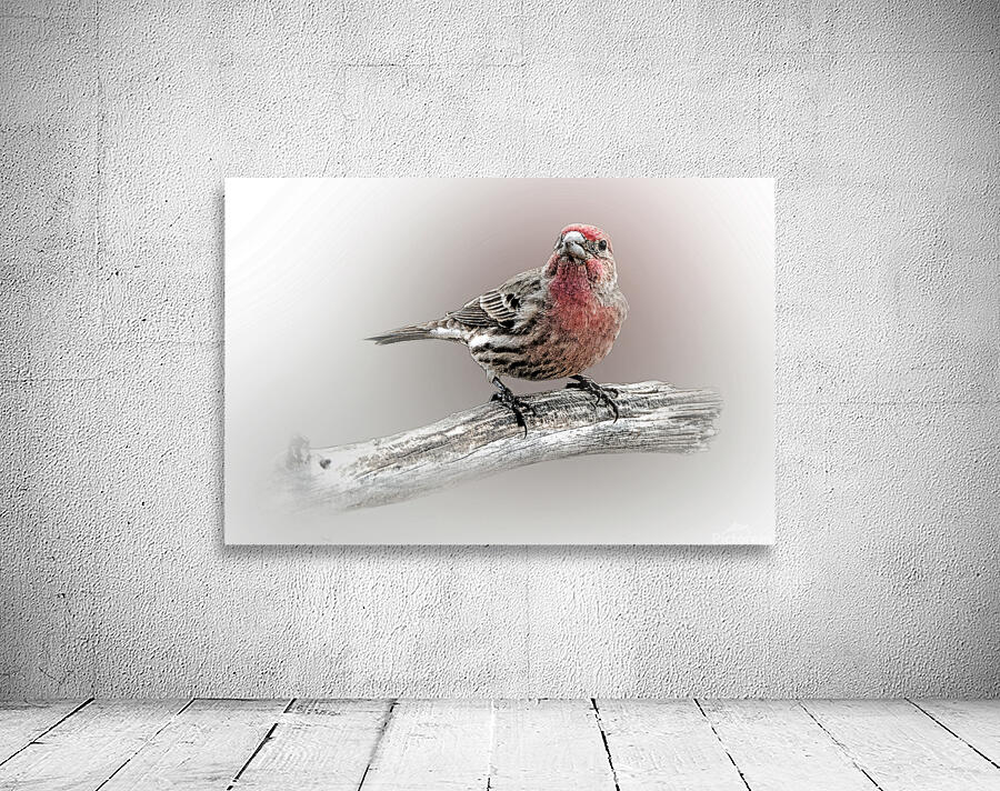 House Finch Wall Preview