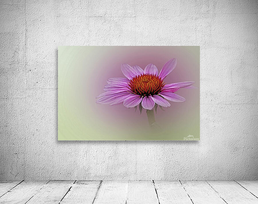 Soft Petals Bright Cheer Wall Preview