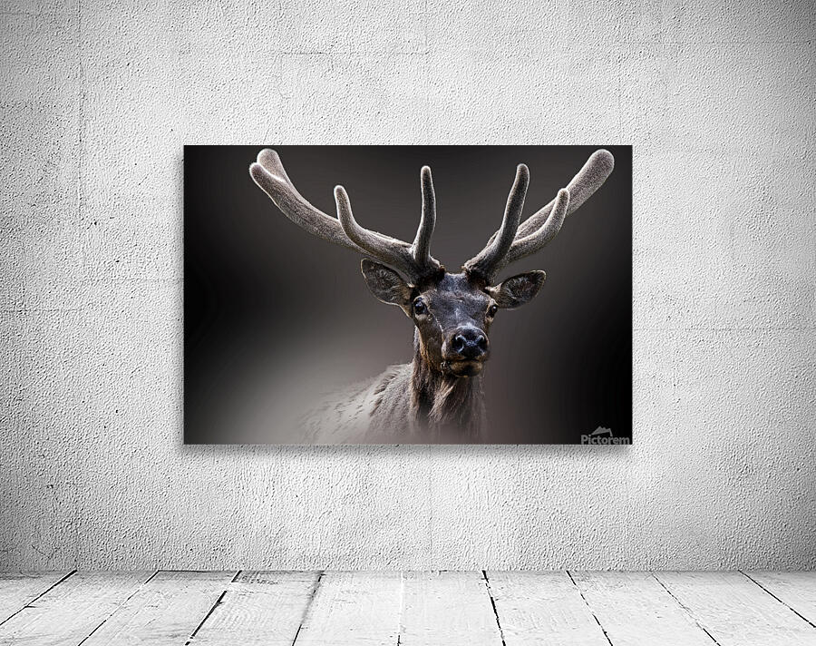 A New Crown Wall Preview