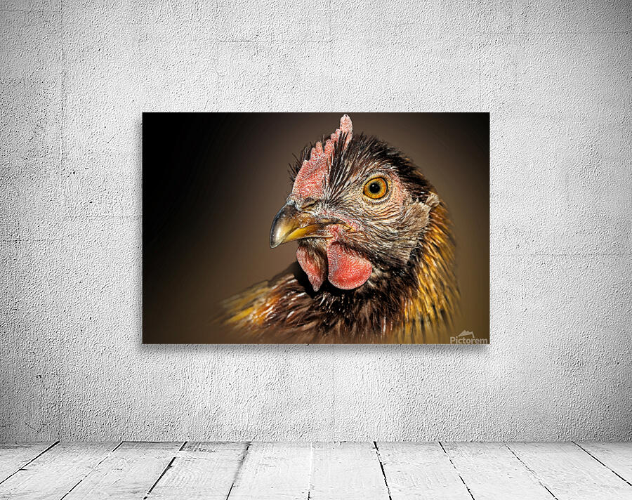 Cluck Cluck  Wall Preview
