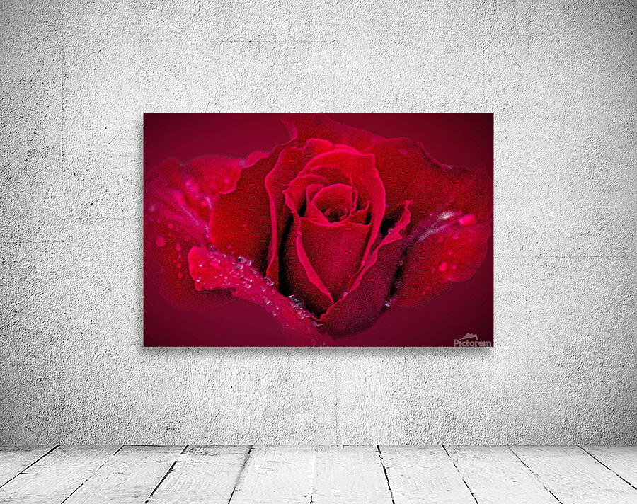 Red Rose On Red Wall Preview